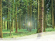 Center Parcs